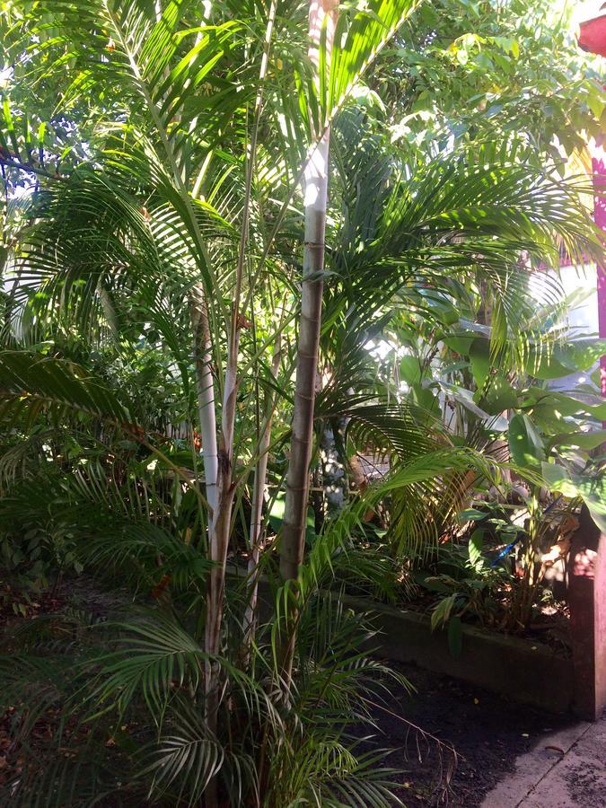 Albergue The Amazon Within Iquitos Exterior foto